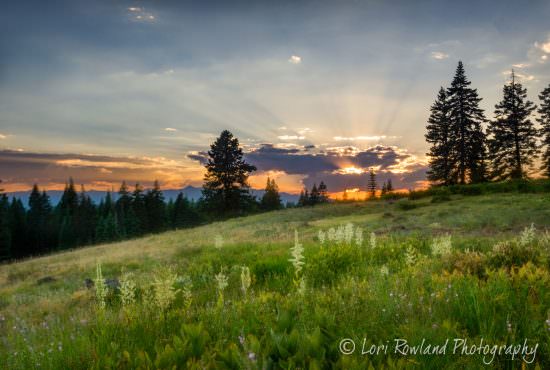 off-piste-photography-corn-lily-susnet